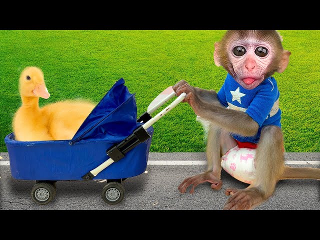 Baby Monkey Chu Chu Takes Duckling for a Walk and Eats Ice Cream Together in the Garden