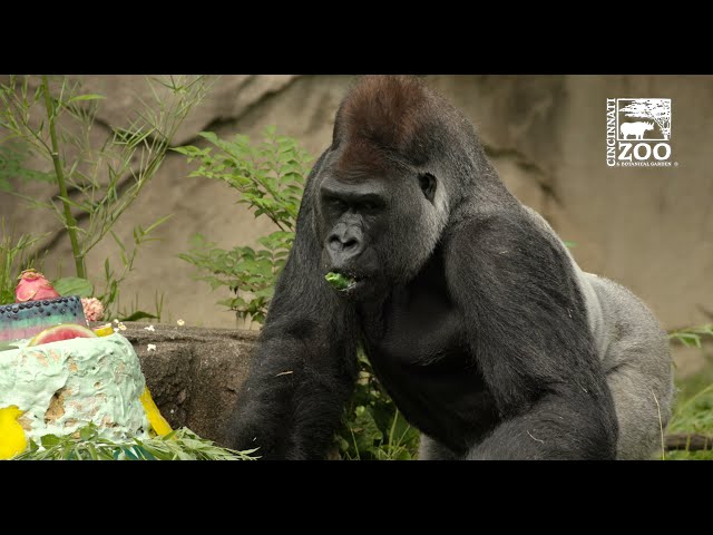 Gorilla Jomo Celebrates his 30th Birthday - Cincinnati Zoo