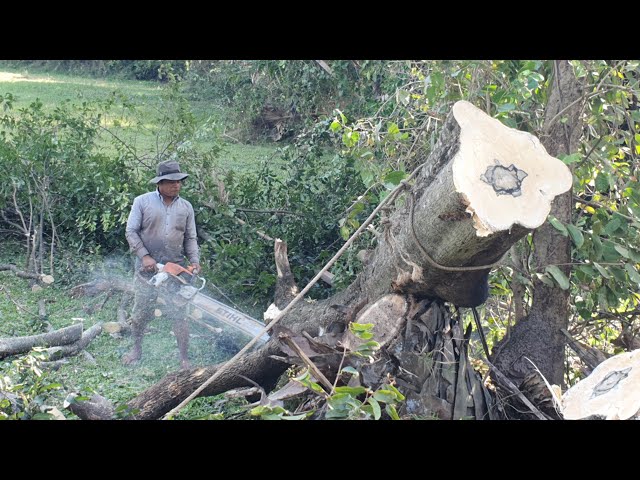 Gold Apple Tree Felling With Chainsaw STIHL MS 070 To Free Sapce For Building A House