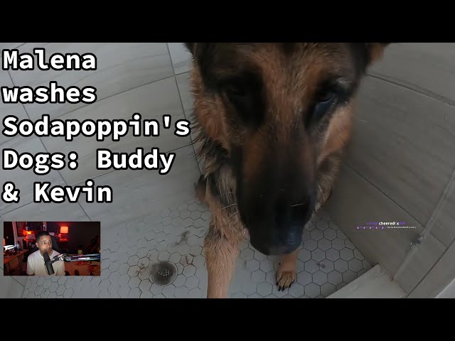 Malena washes Sodapoppin's Dogs: Buddy and Kevin - with Twitch chat!