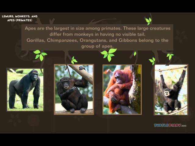 Let's Learn About Primates! *AMAZING* Animals for Kids!