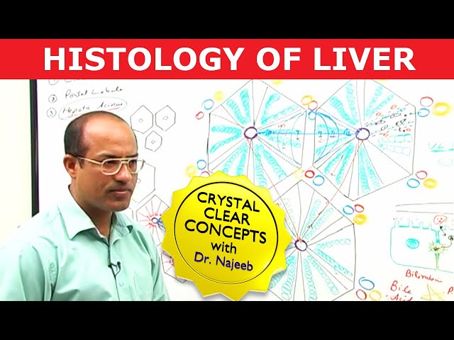 Hepatocytes and Portal Vein | Liver Histology | Dr Najeeb