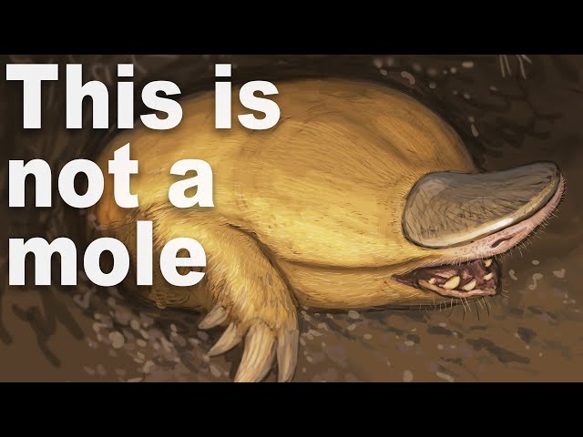 Every Time Things Have Evolved Into Moles