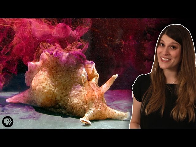 Why Neuroscientists Love Kinky Sea Slugs