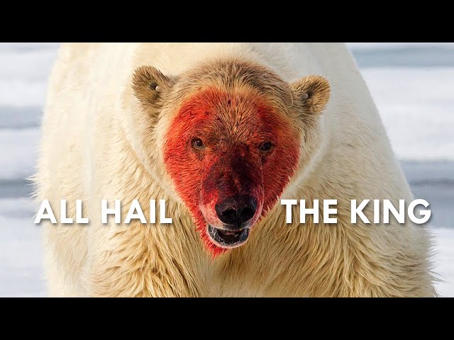 Polar Bear: The King in the North