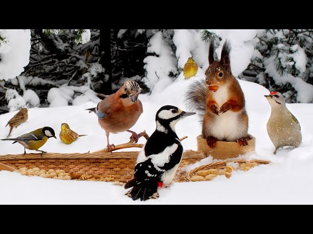 Best Nature TV for Your Furry Friends: Fantastic Day with Birds and Squirrels☃️10 hours