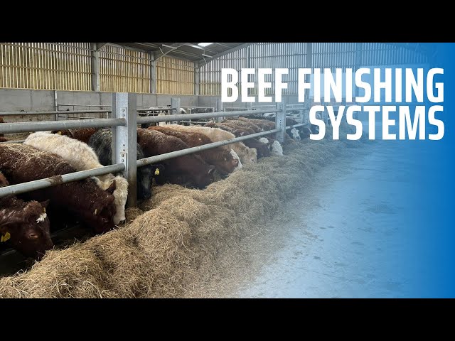 Beef Finishing Systems