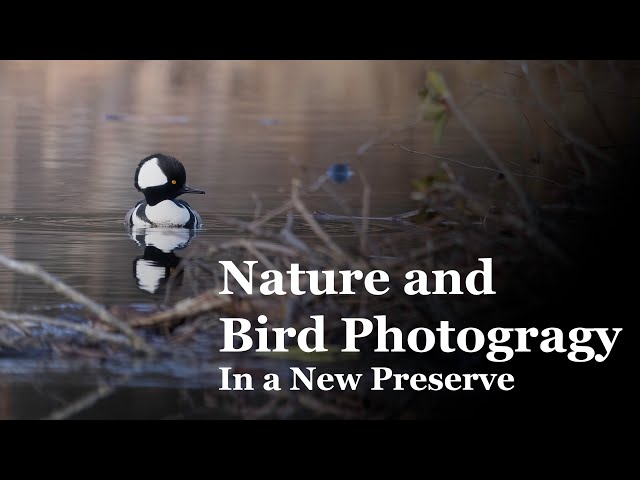 Nature and Bird Photography In a New Preserve