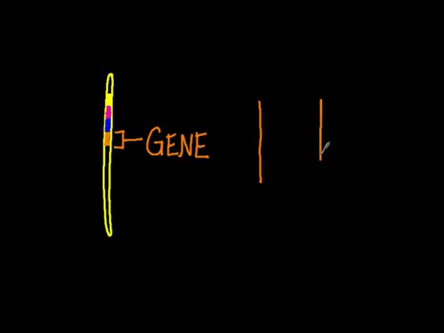 3.1 Genes