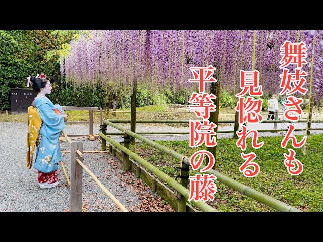 2024年4月22日 舞妓さんも見惚れる京都平等院の藤を歩く Walking through the wisteria at Byodo-in Temple in Kyoto 【4K】