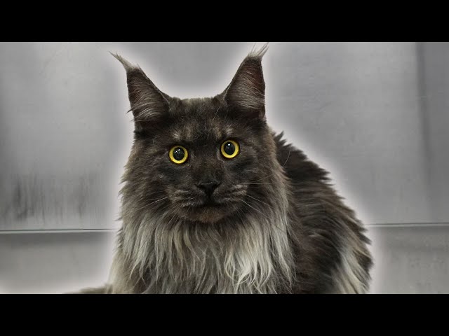The most gorgeous Maine Coon I've ever seen