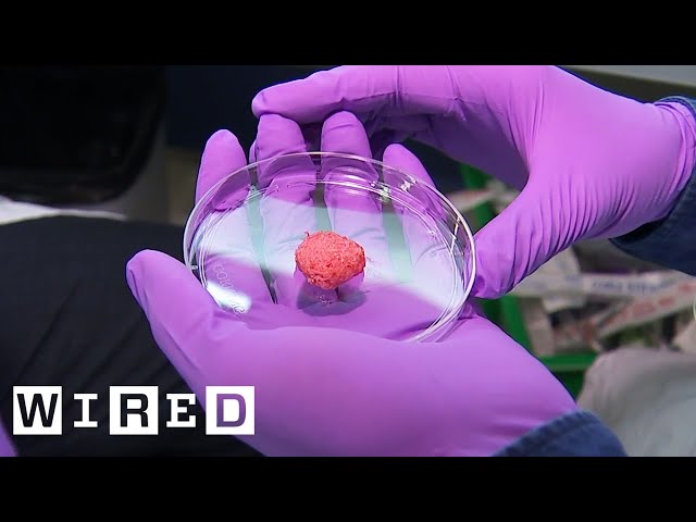 Inside the Quest to Make Lab Grown Meat | WIRED