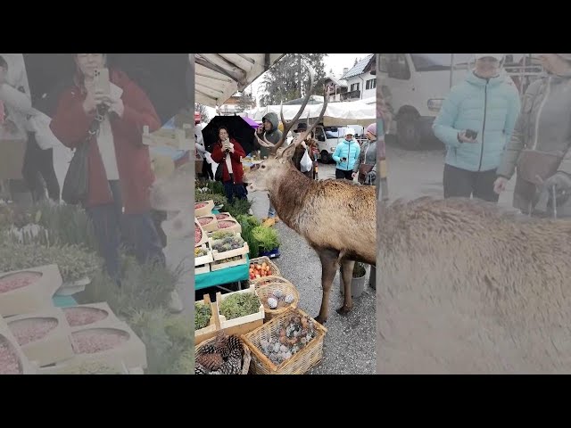 Cervo affamato al mercato di Cortina d'Ampezzo