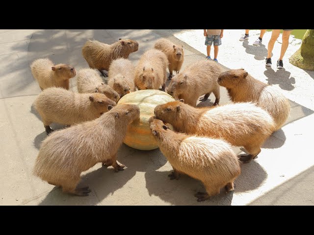 Capybara eat 100kg pumpkin