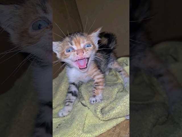 Wild Kitten that Attacks you the Moment you Approach.