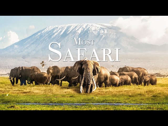 Most Beautiful Safari 4K - Scenic Wildlife Film With Relaxing Music, Ambient Study Music