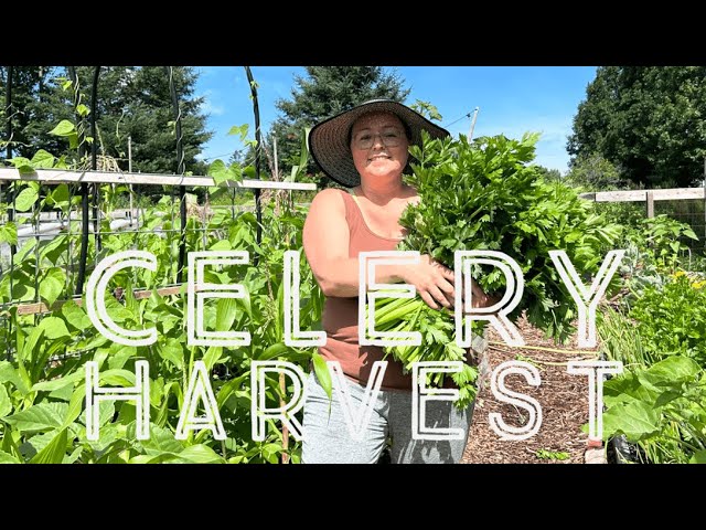 Harvesting Celery [You need to do this!]