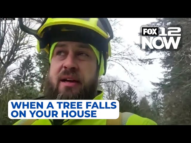 LIVE: What to do when a tree falls on your house