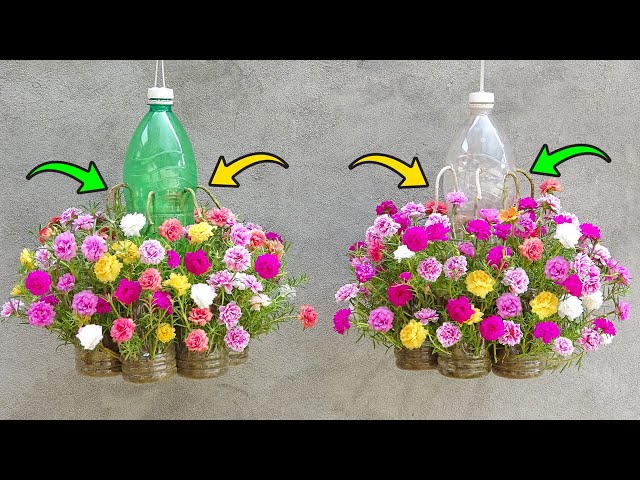 DIY Beautiful self-watering Portulaca (Mossrose) Flower Garden, Hanging Flower Pots