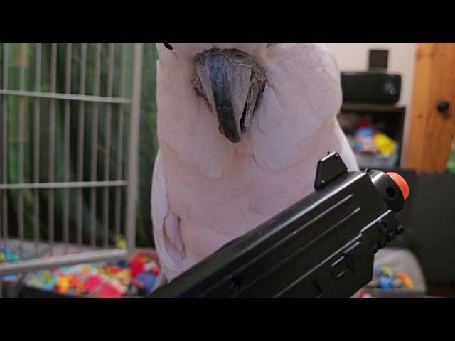 Look Out! Cockatoo Has A 🔫 🔫 🔫