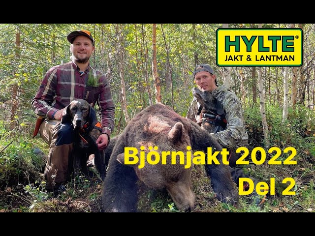 Björnjakt med Robin Strömqvist 2022 - del 2! Två skottscener!