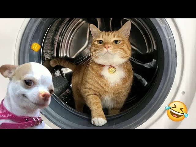 YOU LAUGH YOU LOSE😺Best Funny Animals Video 2024😼🐶