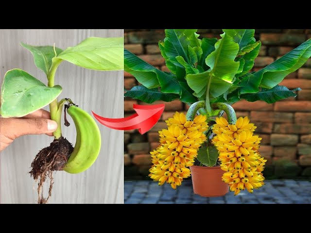 SUPER SPECIAL TECHNIQUE for propagating bananas with coca cola, super fast growth