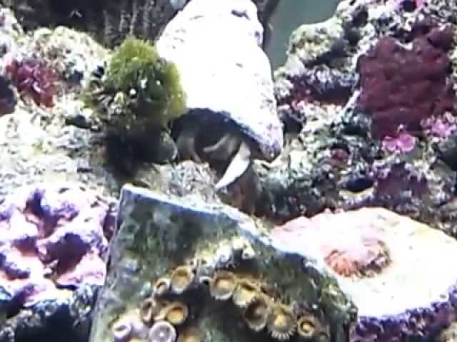 Hermit crab eats algae