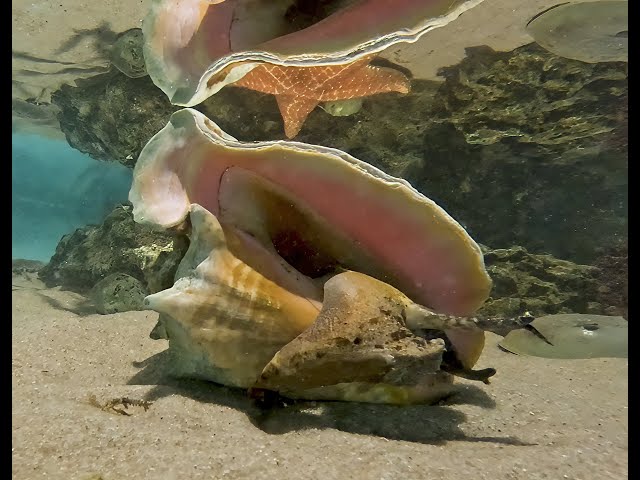 "Groundhog" Conch Sees its Shadow