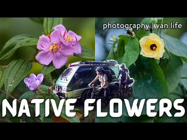 VAN LIFE: Malatungaw at Malabago | Common Native Flowers in the Philippines