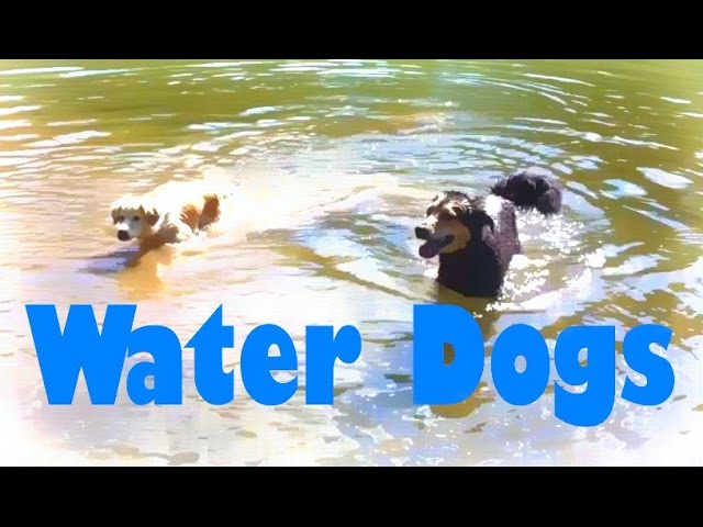 This Dog Loves The Water - Mocha's Favorite Pastime