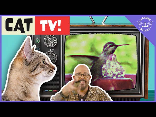 Cat TV: Keep Your Cats Entertained Every Day!
