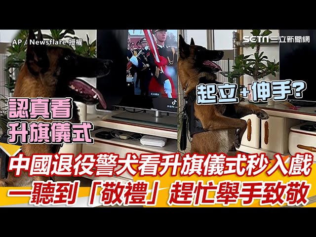 中國退役警犬看升旗儀式秒入戲　一聽到「敬禮」趕忙舉手致敬｜三立新聞網 SETN.com