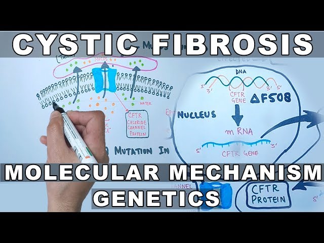 Cystic Fibrosis | Molecular Mechanism & Genetics