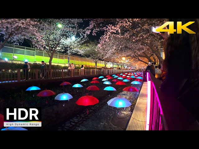2024 Biggest Cherry Blossom Festival in Korea. night walk | Korea 4K HDR