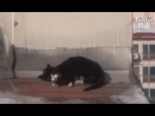 Cat On The Rooftop Puts Her Life In Danger | Kritter Klub