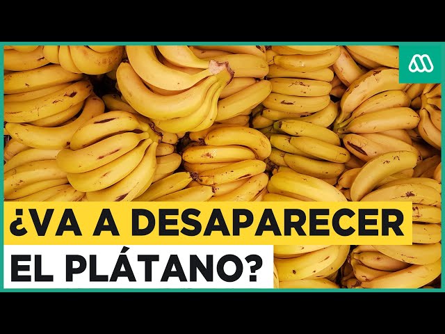¿Va a desaparecer el plátano? El peligro de extinguirse por peligroso hongo