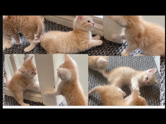 Funny Cats And Kittens Meowing ￼￼fighting playing #When God sends you a funny cat Funniest cat ever#