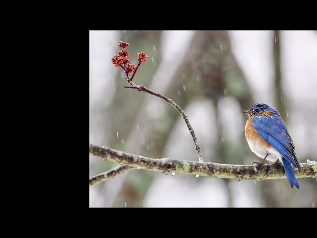 Bluebird in the Snow. Sunday Morning Flute Meditation
