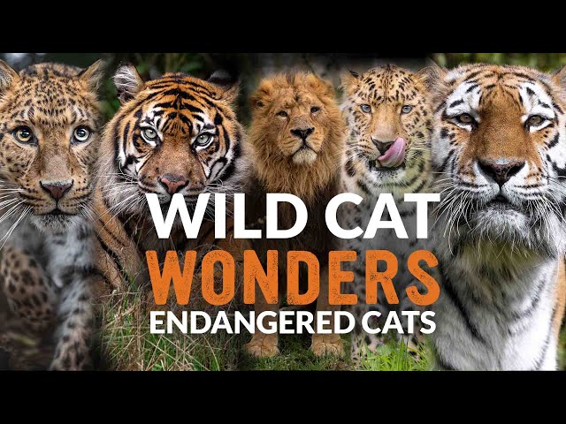 Why Are These Cats ENDANGERED? | Wild Cat Wonders | Episode 3