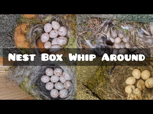 Beautiful Birds Nests In The Nest boxes!