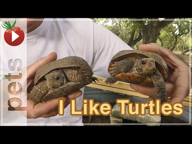 How To Make A Box Turtle Habitat Enclosure Using A Galvanized Stock Tank