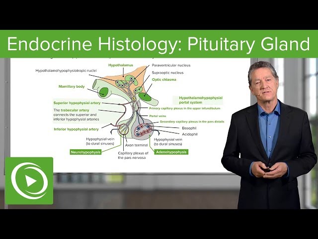Endocrine Histology: Pituitary Gland – Histology | Lecturio