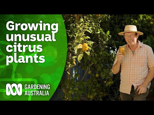 Growing and identifying unusual citrus plants | Citrus | Gardening Australia
