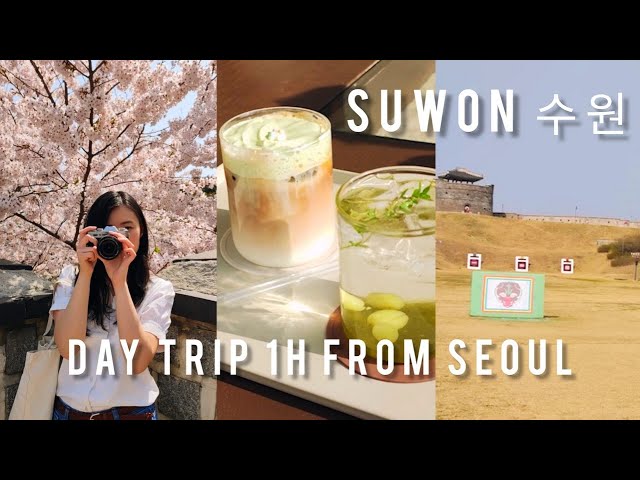 🇰🇷 Spring in Korea 🌸 why you should go outside of Seoul & UNESCO | Day Trip to Suwon