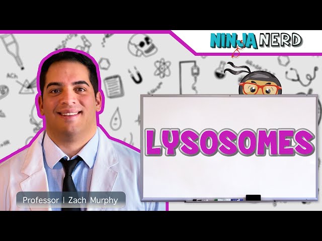 Lysosomes Structure & Function