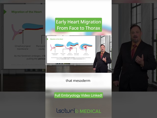 Hearts migration from face to thorax | Embryology