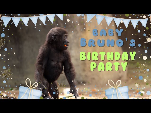 Wish Bruno a happy birthday!