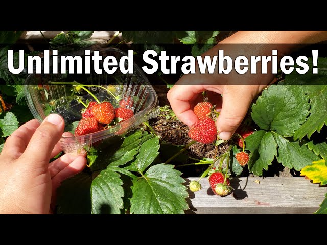 Strawberry Plant Revival - Make More And More Strawberry Plants!