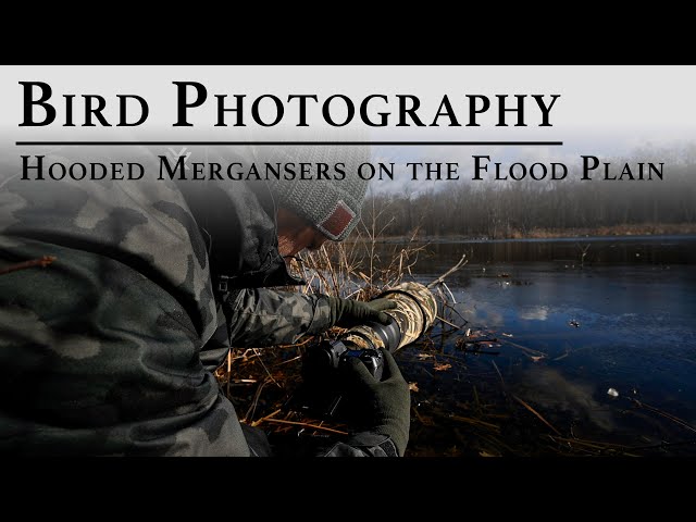 Bird Photography: Photographing Hooded Mergansers on the Connecticut River Flood Plains | Nikon Z9